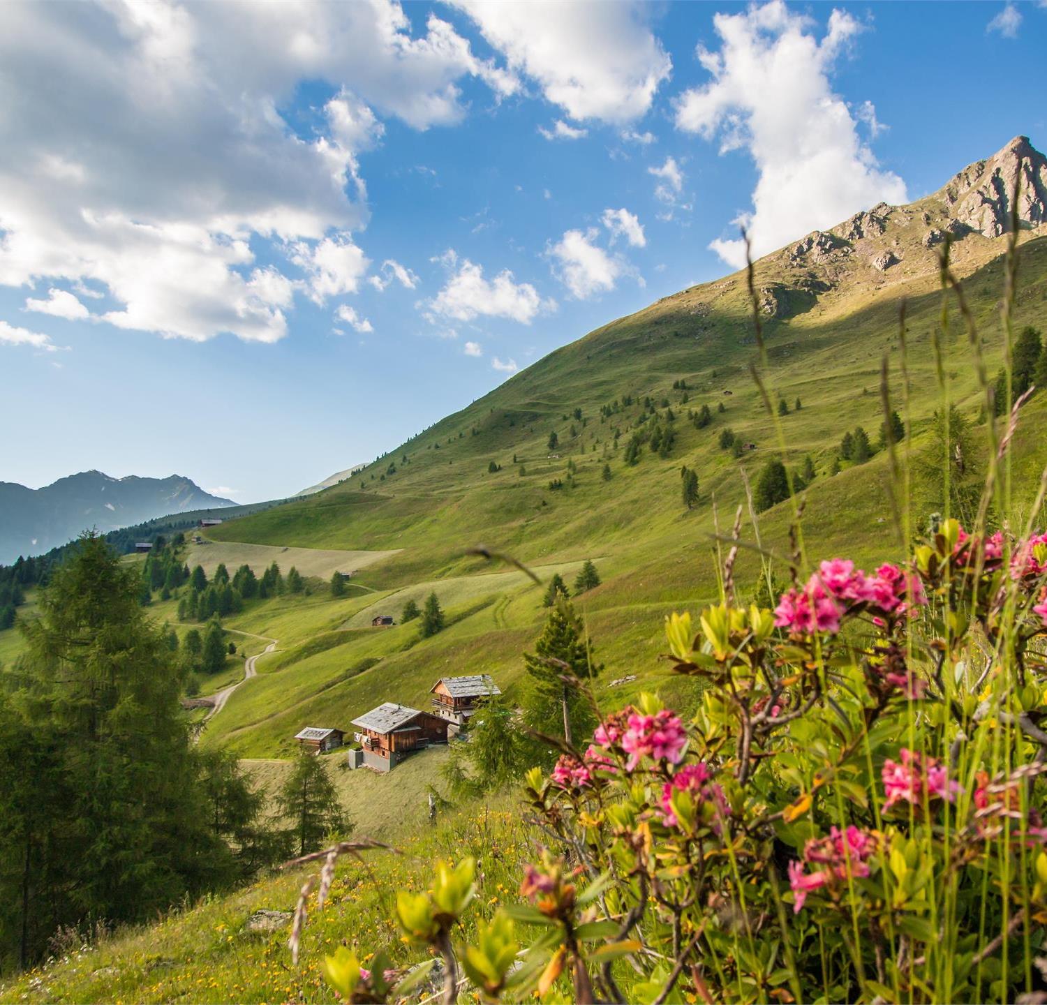 Foto per Escursione circolare tra le rose alpine in Val Casies